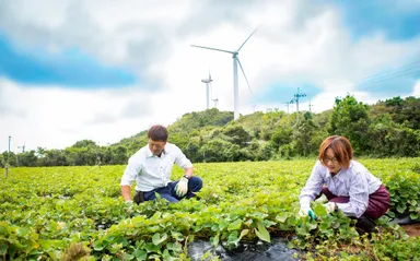 紅はるかの芋掘り体験