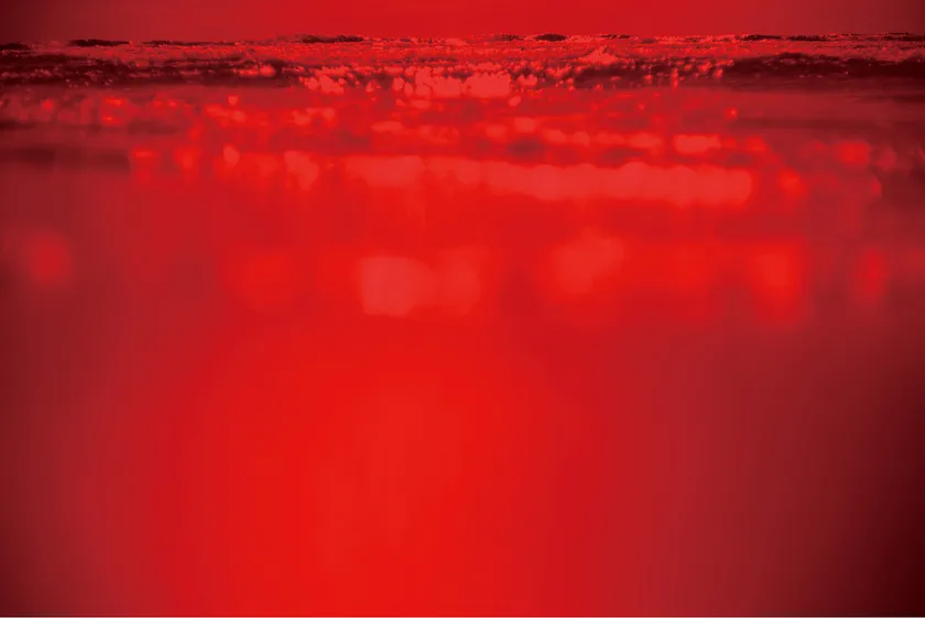 写真作品「LIFEBLOOD」