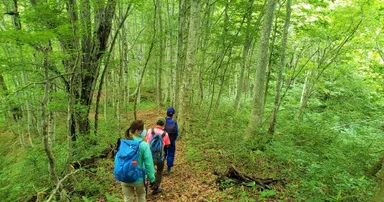 「国界の大ブナ」を目指す、只見町「癒しの森」ガイドトレッキング体験！