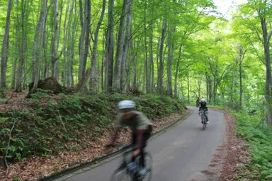 ブナ林を走る