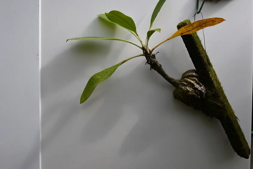 02アリ植物の一種・ミルメコディア ツベロサ