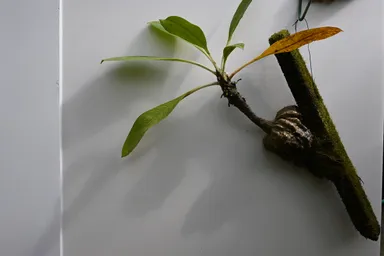 02アリ植物の一種・ミルメコディア　ツベロサ