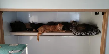 シェルターで過ごす猫たち