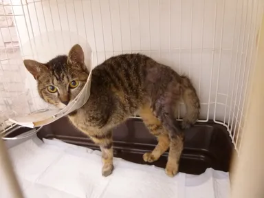 不慮のケガを負った子猫