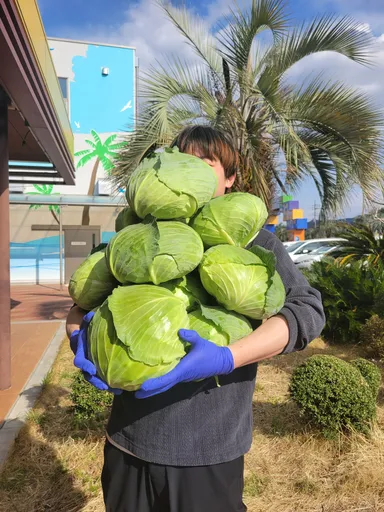 キャベツ抱え放題