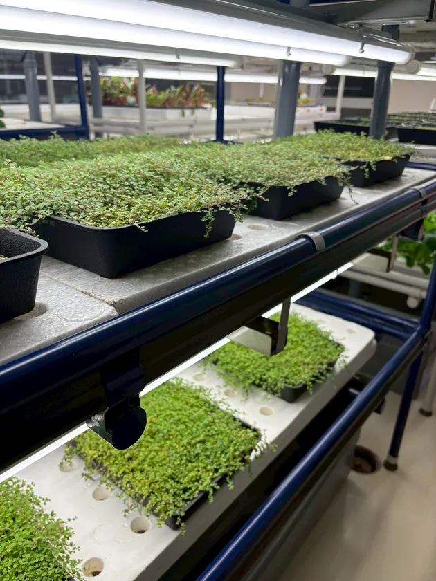 ベビーティアーズ生産風景