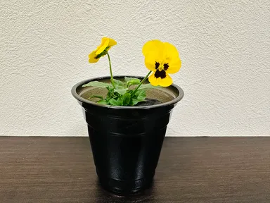 水耕花苗