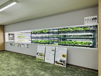 新横浜LED菜園
