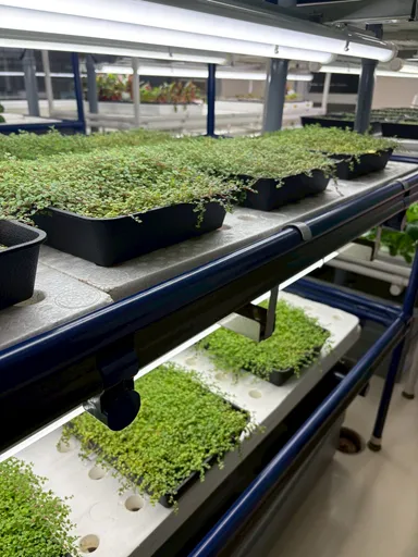 ベビーティアーズ生産風景