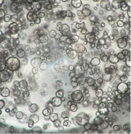 ヒト膵がん患者由来オルガノイドの増殖試験(8日後)　a) InnoCell(R) プレート Nタイプ／地方独立行政法人大阪府立病院機構大阪国際がんセンター 平塚 徹 チームリーダー ご提供