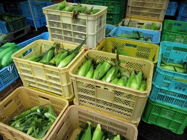 とうもろこしの直売会