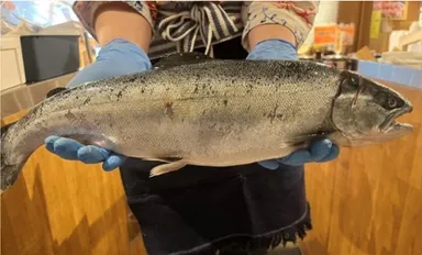 熱海だいだいサクラマスについて