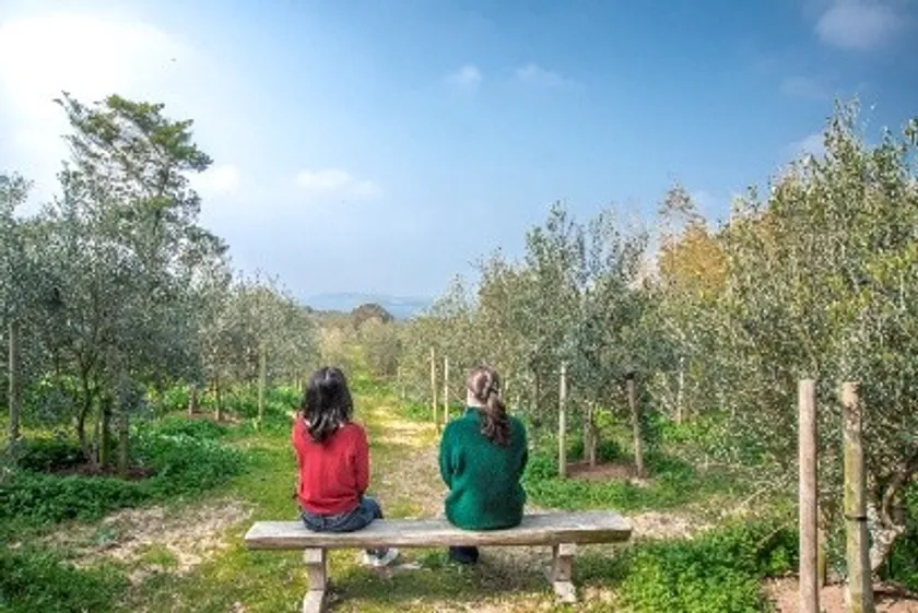 壱岐島をオリーブと人間の共生、そして再生へ