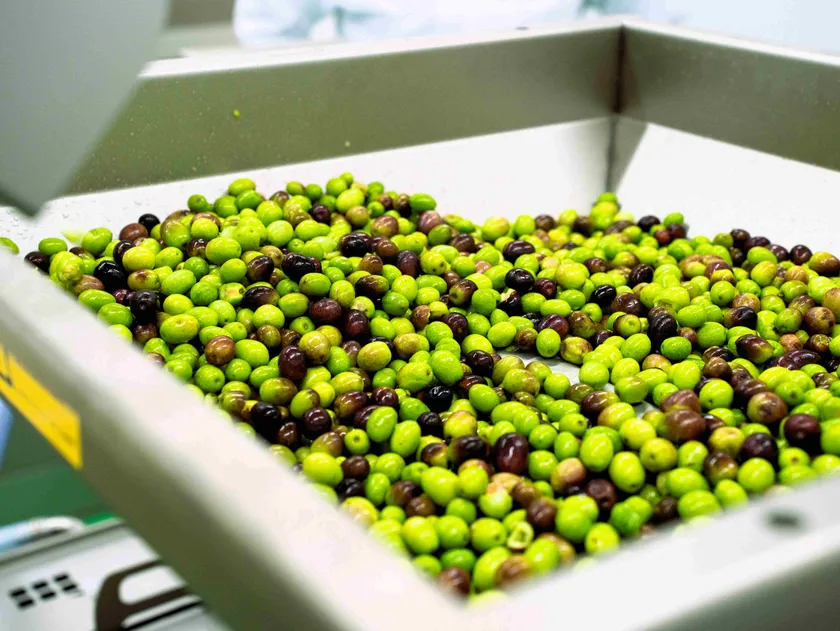 手摘みで採取されたオリーブ実