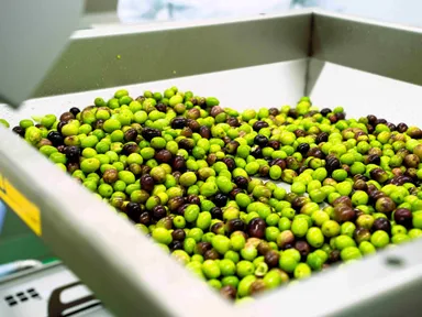 手摘みで採取されたオリーブ実