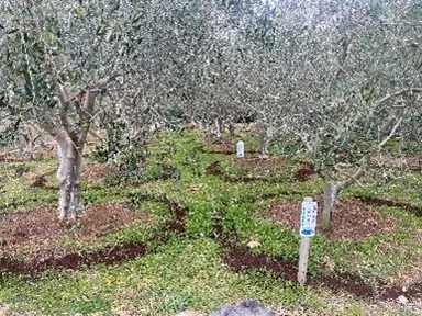 竹チップ等を配合した堆肥を、畑に撒いてます