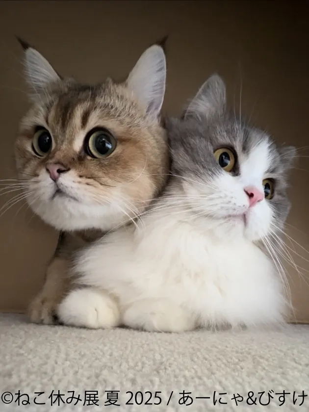ねこ休み展 展示作品：あーにゃ＆びすけ