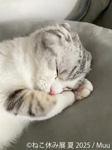 ねこ休み展 展示作品：Muu
