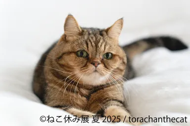 ねこ休み展 展示作品：torachanthecat