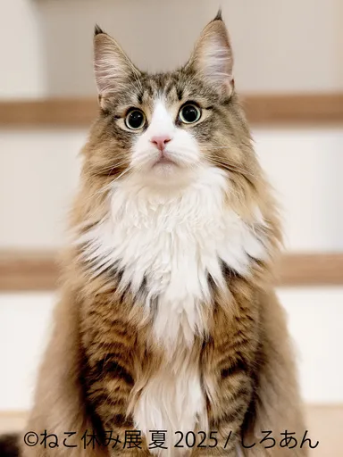 ねこ休み展 展示作品：しろあん