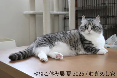 ねこ休み展 展示作品：むぎめし家