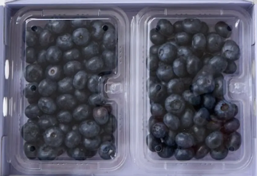 収穫から36時間以内