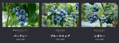 バークレー／ブルークロップ／レガシー