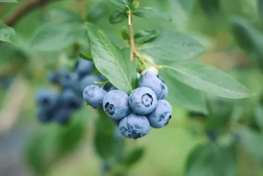 宝石のような輝きを放つ、希少な大粒ブルーベリー