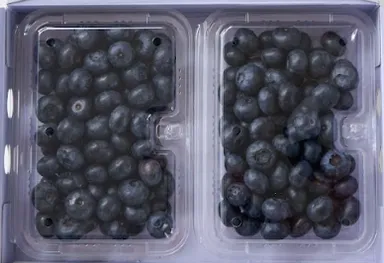 収穫から36時間以内