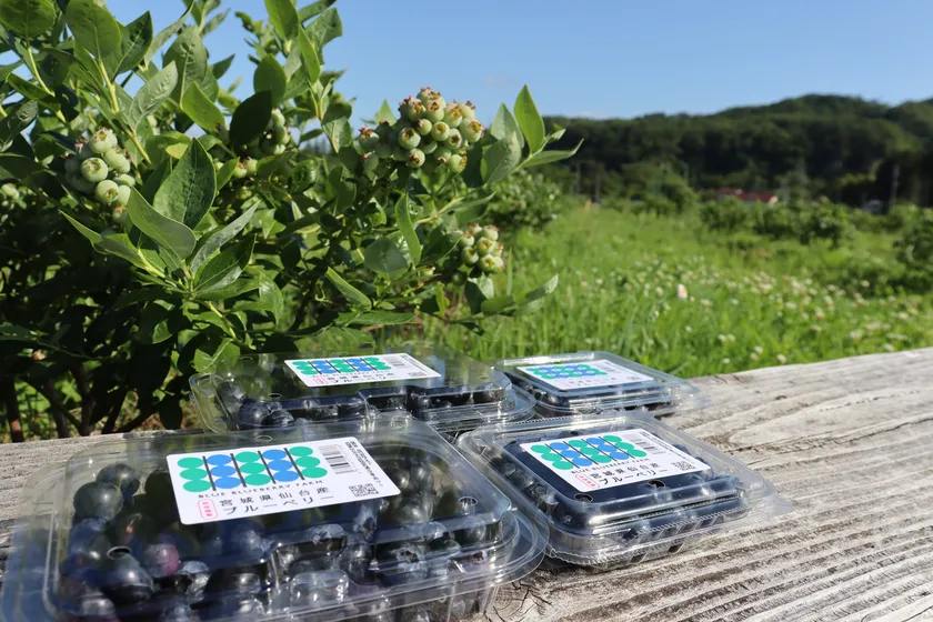 ブルーベリーパック120g入り・240g入り