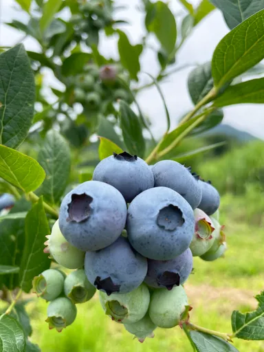 大粒のブルーベリー