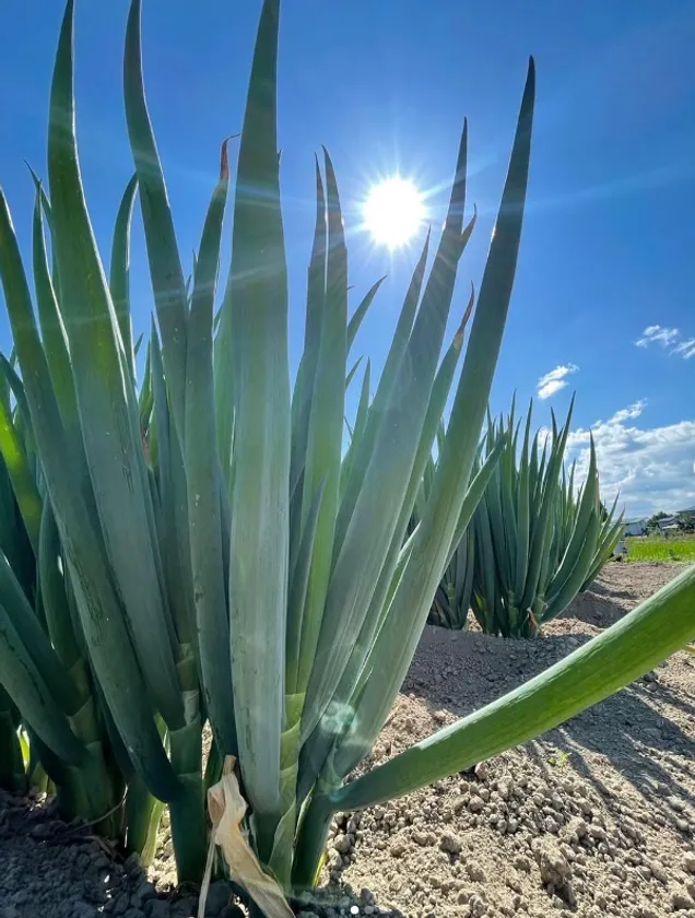 澄んだ空気と広大なネギ畑