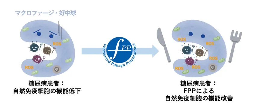 図1. FPPによる呼吸バーストの改善