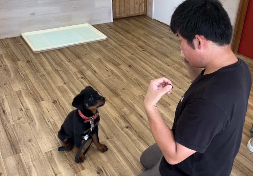 トレーニングをしている子犬