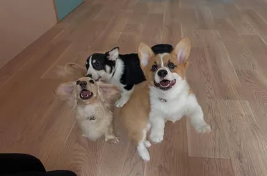 スタッフと遊ぶ子犬