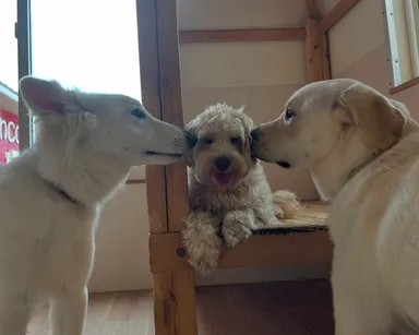 優しい大人の犬と一緒に過ごす子犬