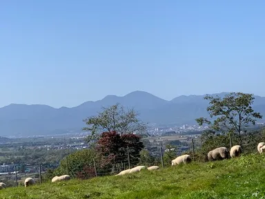 赤平めん羊牧場景観