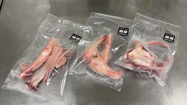 プレゼント用のエゾシカの骨