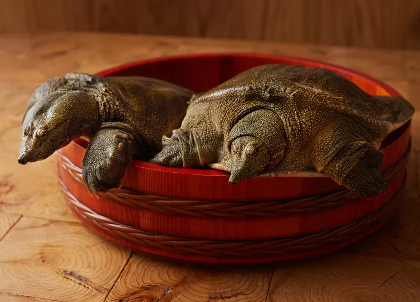 活きたすっぽんを料理前にご確認いただけます