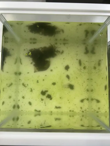 緑色の濁りが発生