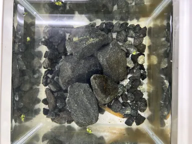 石を入れるだけでこの透明度