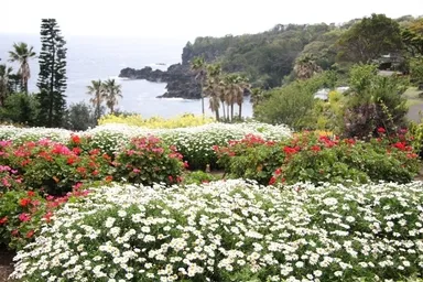 伊豆四季の花公園
