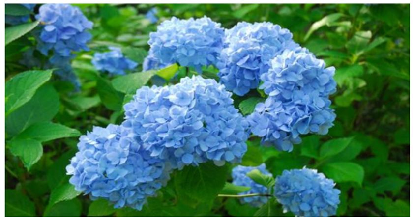 六甲高山植物園 鮮やかな六甲ブルー
牧野富太郎が命名したヒメアジサイが見頃