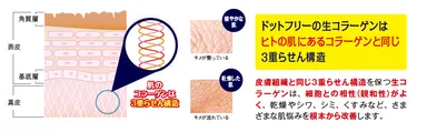 肌構造と生コラーゲン