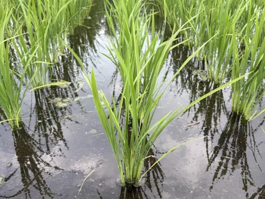熊本の水で育つ稲の様子