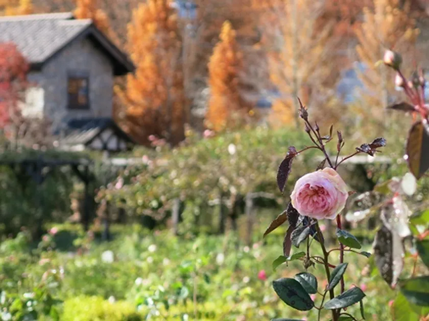 薔薇と紅葉