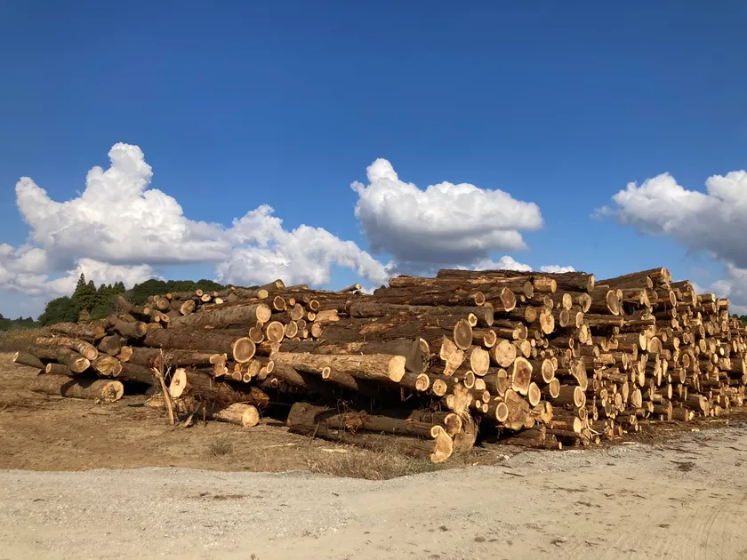 里山の伐採木