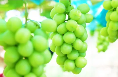 大阪府産シャインマスカット