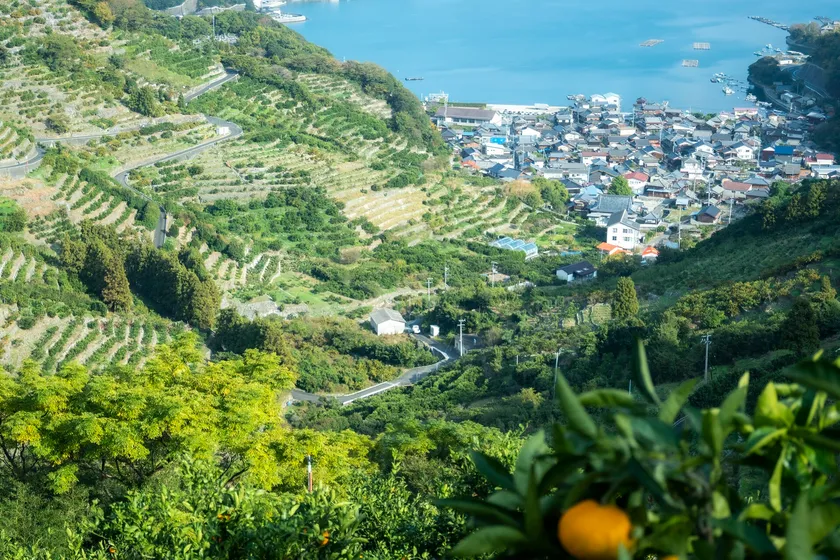 宇和海を望む段々畑で、愛媛ならではのかんきつを育む