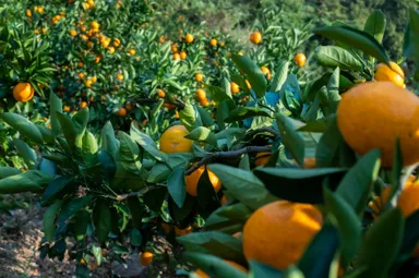 地域に根ざし、有機農業や環境保全型農業に取り組む無茶々園のほ場